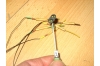 Viessmann, 4010, Vorsignal